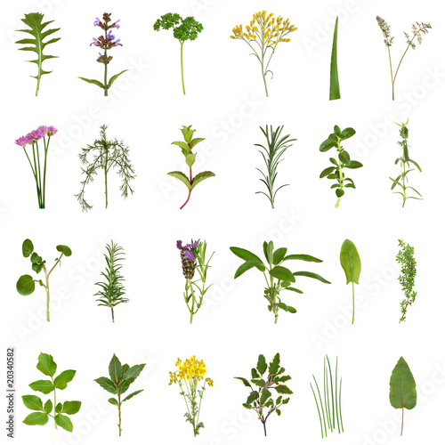 Photo: Herb Leaf and Flower Collection Herb Leaf and Flower Collection