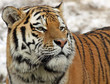 Porträt Sibirischer Tiger 01