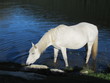 Cheval blanc 5/5