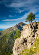 Standalone tree on GR20, Corsica mountains