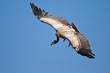 Vulture