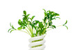 ����: Energy saving lamp with green seedling on white � Elnur #20347916