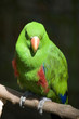 Photo: Green Parrot Green Parrot