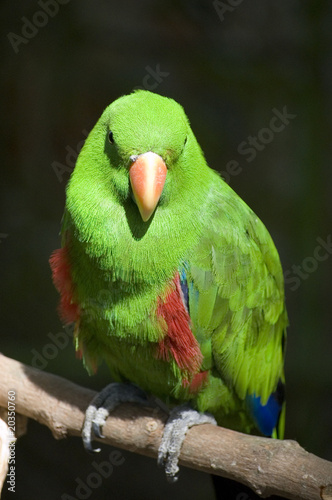 Photo: Green Parrot Green Parrot