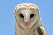 Barn owl