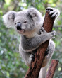 Curious koala