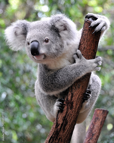 Photo: Curious koala Curious koala