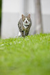 Dangerous Cat