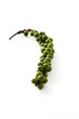 Green peppercorns