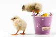 young Chicks