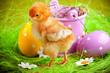 Chick, Bucket and Eggs