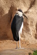 Marabou Marabou