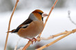 Photo en ligne au meilleur prix hawfinch