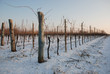 Grape Vines in the Snow