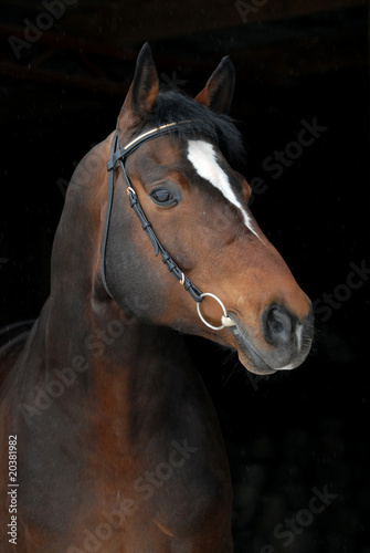 Photo: PORTRAIT OF PROUD BAY HORSE ON THE BLACK PORTRAIT OF PROUD BAY HORSE ON THE BLACK