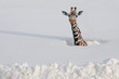 Giraffe in deep snow