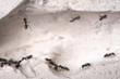 Ants life, perfect ants house.