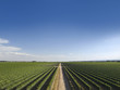 Summer vineyard
