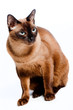 Burmese Cat