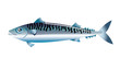 Maquereau