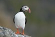 Atlantic Puffin on rock looking sideways, Runde island, Norway