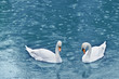 swan