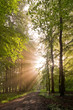 lichtdurchfluteter wald