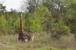 Giraffe sits in African plains