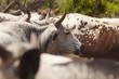 Herd of nguni cattle