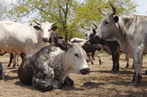 Photo: Herd of nguni cattle Herd of nguni cattle