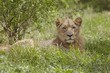 Lioness, lying in African undergrowth
