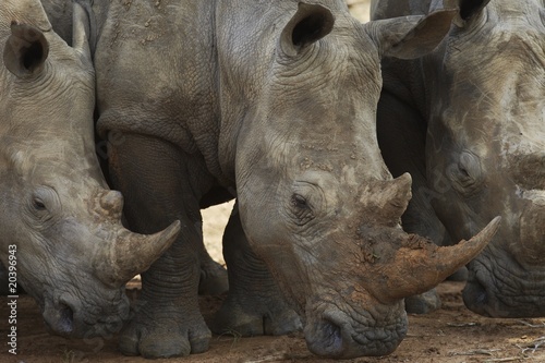 Photo: Three Rhinoceros nose the ground Three Rhinoceros nose the ground