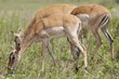 Impala grazing