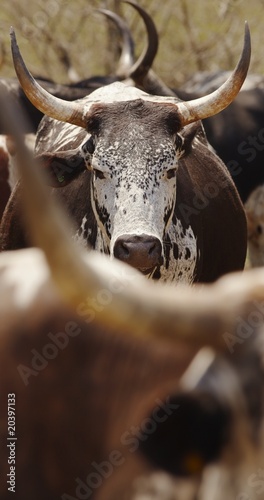Photo: Herd of nguni cattle Herd of nguni cattle