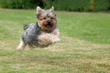 dog race