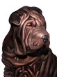 Super cute pure blooded shar pei dog