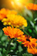 Marigold (Calendula officinalis)