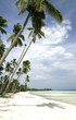 Foto: Palmenstrand Palmenstrand