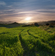 Tracks Crossing A Green Field In Misty Sunset Tracks Crossing A Green Field In Misty Sunset