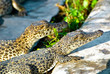crocodiles