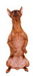 Red miniature pinscher sitting vertically with forepaws up