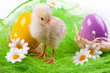 Easter Chick and Eggs