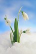canvas print picture - Snowdrops