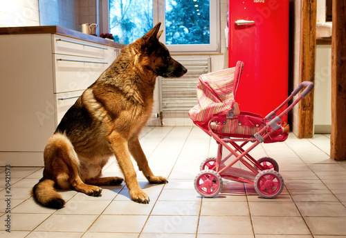 Photo: Schäferhund 3 Schäferhund 3