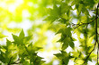 Green maple leaves with sun ray Green maple leaves with sun ray