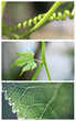 La nature...