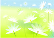 margeriten auf sommerwiese-vektor