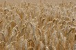 Golden wheat