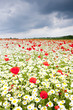 summer meadow in blossom
