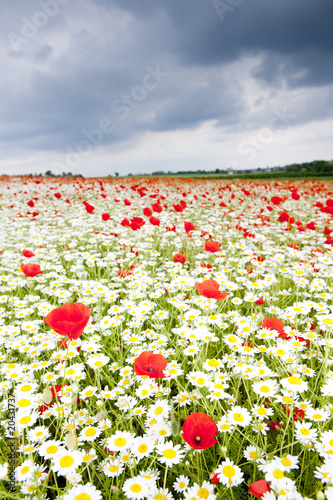 Photo: summer meadow in blossom summer meadow in blossom